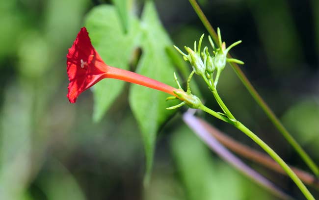 Ipomoea cristulata, Trans-Pecos morning-glory, Southwest Desert Flora